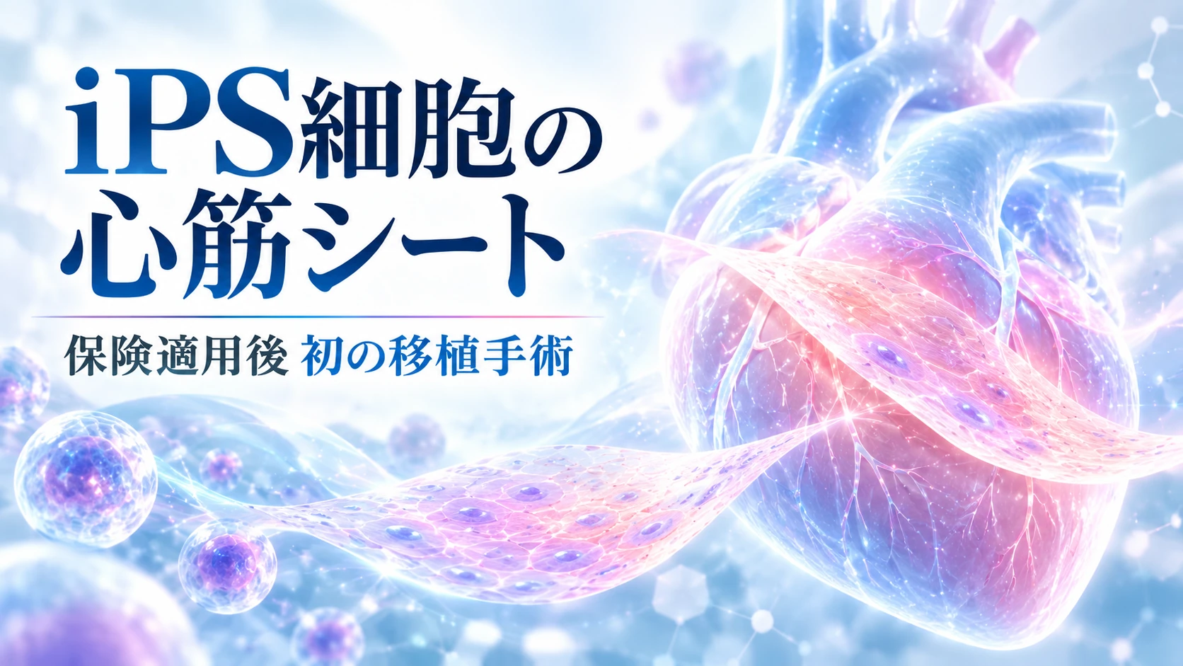 iPS細胞から作った心筋シートを心臓治療に用いる再生医療のイメージ